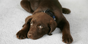 Carpet Cleaning Pet Stains